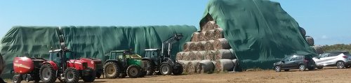 Biomasse di cardo accatastate per il processo industriale di sfruttamento dedicato