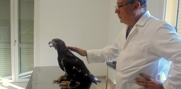 Aquila reale curata dal veterinario dell'Ente Foreste