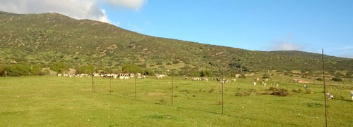 Asinara: recinti capre