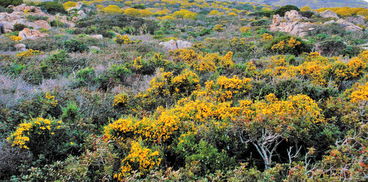 fioritura ginestre ed euforbia all'Asinara