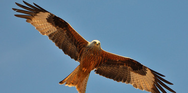 Milvus milvus, Jura, Switzerland. di Noel Reynolds - Red Kite (Milvus milvus) licenza CC BY 2.0 wikipedia