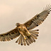 Aquila fasciata (o del Bonelli) in volo (foto: progetto life aquila-a-life.org)