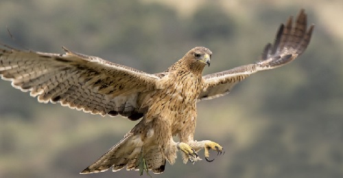 Aquila fasciata (o del Bonelli)  (foto: progetto life aquila-a-life.org)