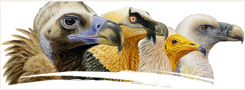 Vulturidi, 4 specie a confronto