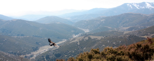 Aquila reale in volo sui monti ogliastrini