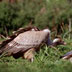 Avvoltoio grifone e corvo imperiale