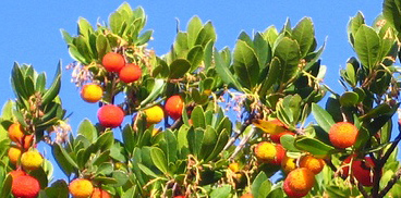 Corbezzolo