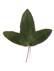 Acero minore