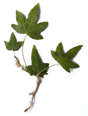 Edera Comune
