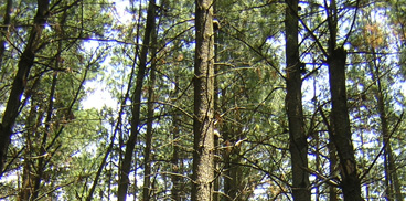 perticaia di Pinus radiata, dettaglio