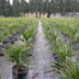 Zona di produzione della palma nana presso Bagantinus