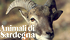Animali di Sardegna - i mammiferi