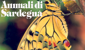 Animali di Sardegna - insetti