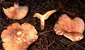 Lactarius deliciosus Lactarius deliciosus