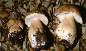 Funghi: Boletus aereus