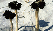 Montagnea arenaria