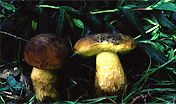 Funghi: Leccinum corsicum