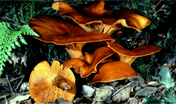 Omphalotus olearius Omphalotus olearius