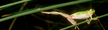 Anfibi