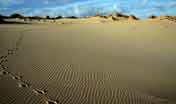Dune di Piscinas, tracce di Cervo sardo