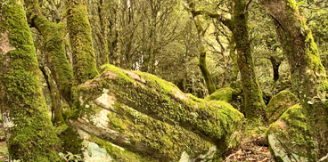 Sardegna prima per superficie forestale e assorbimento di Co2 