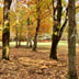 Foresta demaniale di Anela