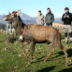 Liberazione di un cervo elitrasportato in Corsica