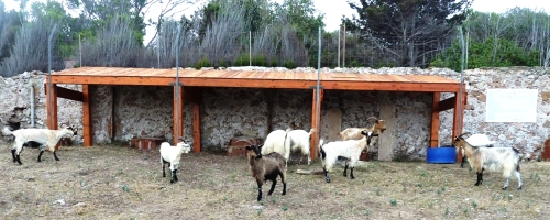 Recinto di cattura per le capre - Tavolara