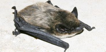 Pipistrello di Savi-Foto M.Mucedda