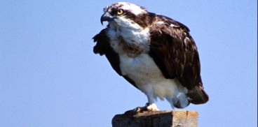Falco pescatore - A. Chiaramida