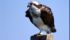 Falco pescatore - A. Chiaramida