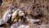 Avvoltoio grifone con pulcini - D. Ruiu