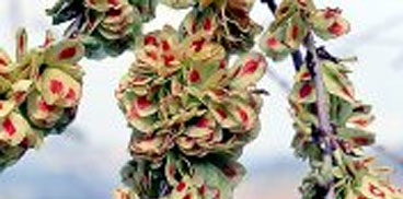 Ulmus minor (f.to G. Lai)