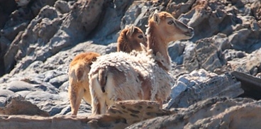 Due mufloni femmine. Punta Salippi o Nasaccio