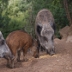 Cinghiale (F.D. Sos Littos)