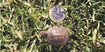 Emys orbicularis