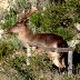 Daino (Dama dama) nella UGB di Monte Limbara Sud