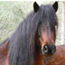 cavallo-ferale-portoconte