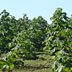 Short rotation forestry - Impianto di Pawlonia tomentosa - Azienda Campulongu