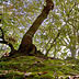 Bosco del Marganai