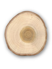 Cedro