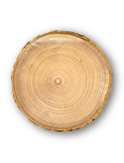 Frassino