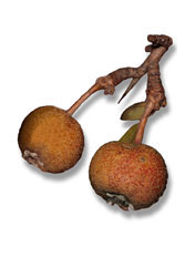 Perastro