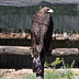 Aquila Reale