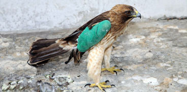 Aquila minore ferita, ricoverata nel Centro Fauna di Bonassai