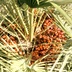 Frutti quasi maturi della Palma nana 
