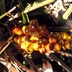 Frutti quasi maturi della Palma nana 