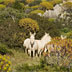 Parco dell'Asinara, asino albino
