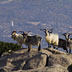 Parco dell'Asinara, capre selvatiche