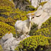 Parco dell'Asinara, capra selvatica